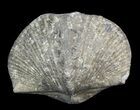 Pyrite Replaced Brachiopod (Paraspirifer) - Ohio #42836-1